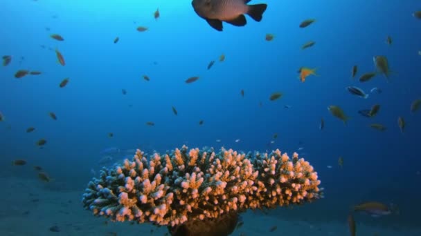 Tropische bunte Fische Steinkorallen — Stockvideo