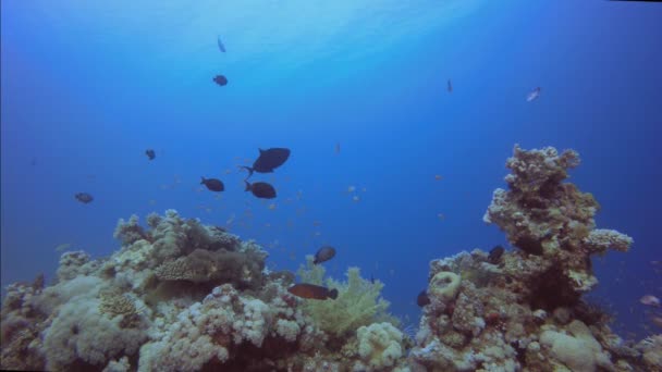 Jardín tropical de coral — Vídeos de Stock