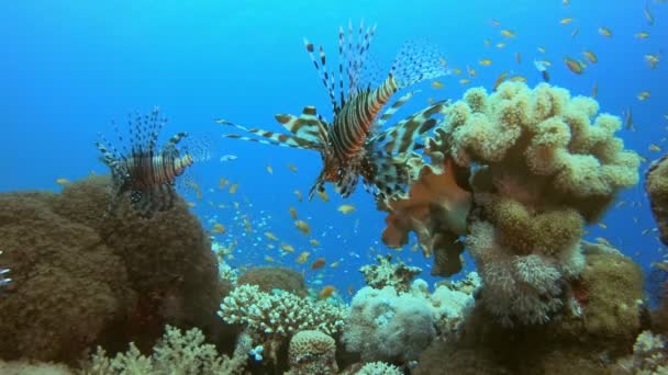 热带珊瑚礁及狮子鱼 — 图库视频影像