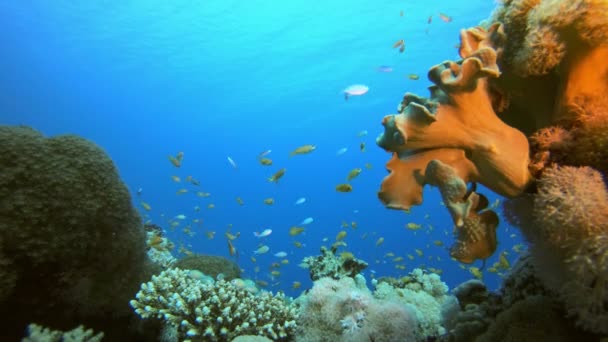 Tropikal Balık Mercan ve Baloncukları — Stok video
