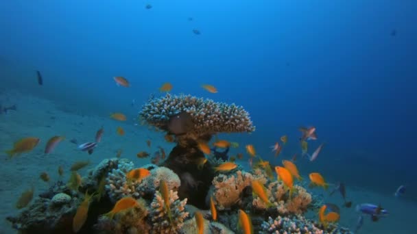 Barriera corallina tropicale subacquea — Video Stock