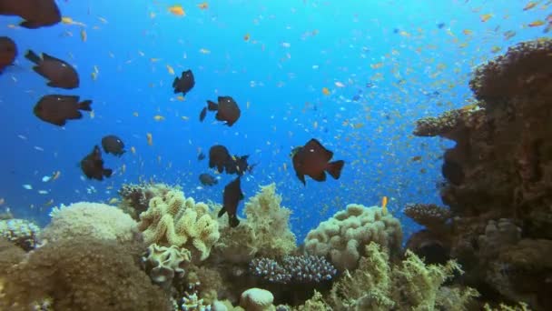 Τροπικό θαλάσσιο τοπίο υποβρύχια ζωή — Αρχείο Βίντεο
