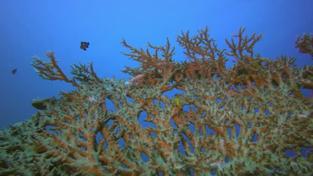 Coral duro do mar tropical — Vídeo de Stock