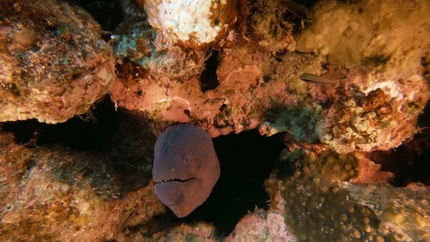 Тропический подводный гигант Морей — стоковое видео