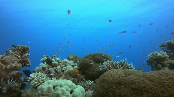 Pesci subacquei colorati della barriera corallina — Video Stock