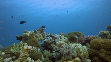 Tropik Balık Bahçesi Aslan Balığı