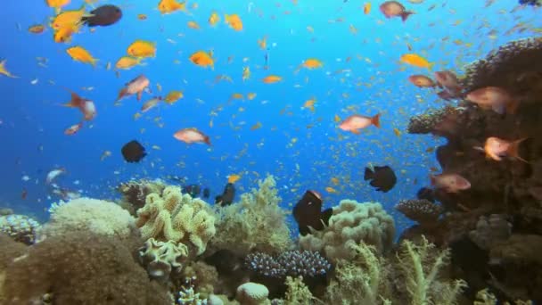 Arrecife de coral de peces tropicales — Vídeos de Stock