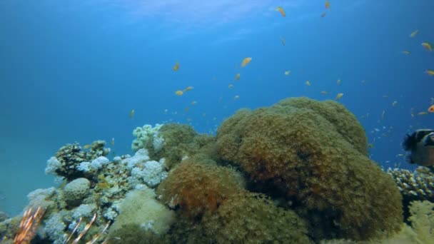 Подводные кораллы — стоковое видео