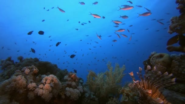 Corail sous-marin Jardin Lionfish — Video