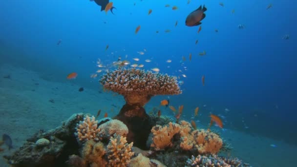 Arrecife submarino de coral tropical — Vídeo de stock