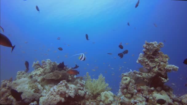 Paisagem subaquática colorida — Vídeo de Stock