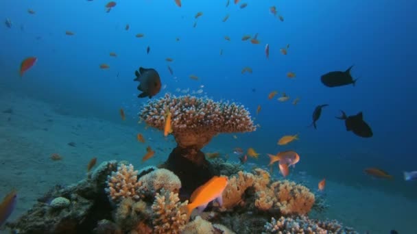 Jardín submarino de peces y coral — Vídeos de Stock