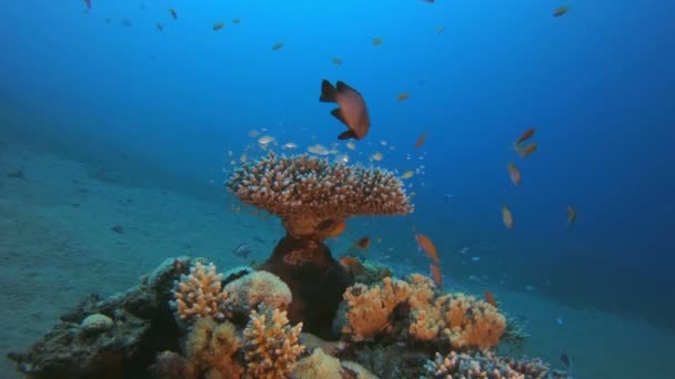 Arrecife submarino de coral Marino — Vídeo de stock