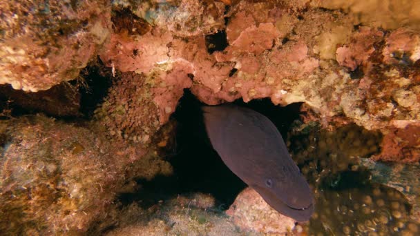 Onderwater Giant Moray en Garnalen — Stockvideo