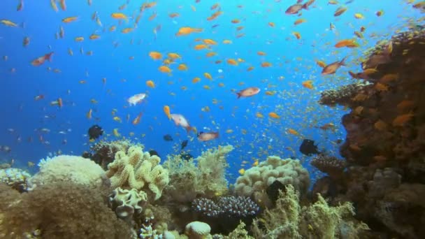 Vida colorida tropical marina submarina — Vídeos de Stock