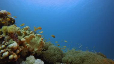 Sualtı Sahnesi Renkli Dünya