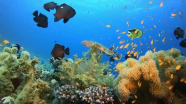 Su altı Deniz Resifi