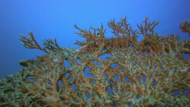 Mar submarino Coral duro — Vídeo de stock