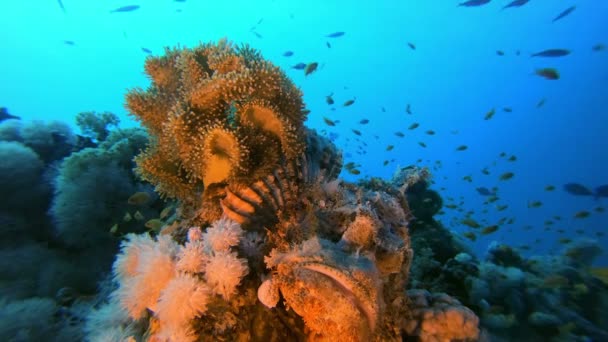 Ikan Kalajengking Laut Bawah Laut — Stok Video