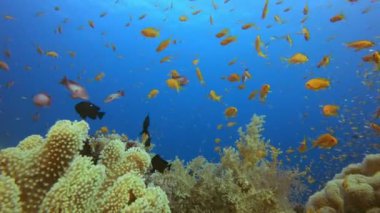 Sualtı Tropikal Deniz Manzarası