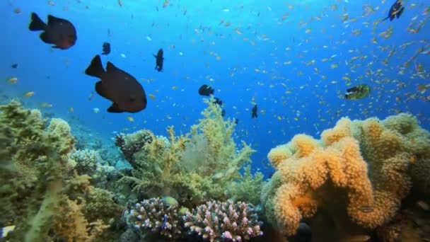 水底热带彩色珊瑚礁 — 图库视频影像
