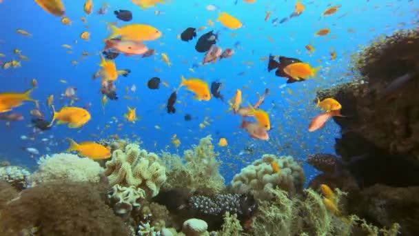 Vida submarina del mundo marino — Vídeo de stock