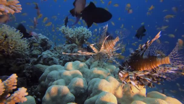 Lionfish subaquático da paisagem marinha — Vídeo de Stock