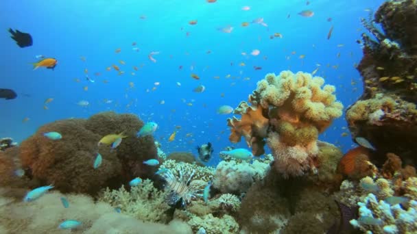 水底热带彩色珊瑚礁 — 图库视频影像