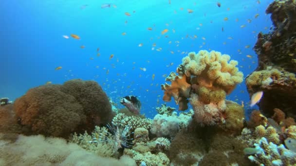 Tropiska koraller under vatten — Stockvideo