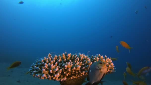Podmořský tropický mořskou krajinu — Stock video