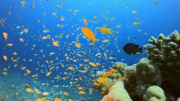 水底活泼五彩斑斓的鱼 — 图库视频影像