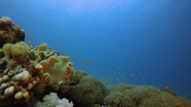 Vista tropical submarina — Vídeos de Stock