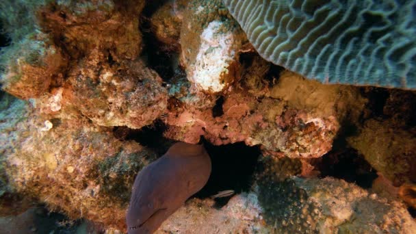 Подводный Красное море Гигантский Морей — стоковое видео