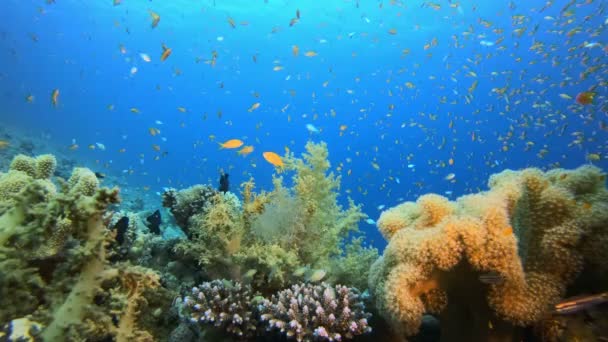 Подводное тропическое море — стоковое видео