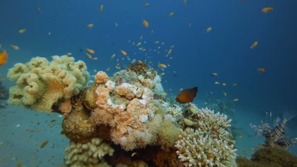 カラフルなサンゴと魚と水中世界 — ストック動画