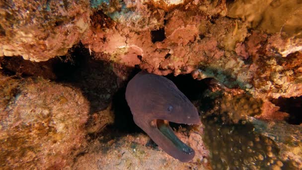 Onderwater Giant Moray Open Mond — Stockvideo