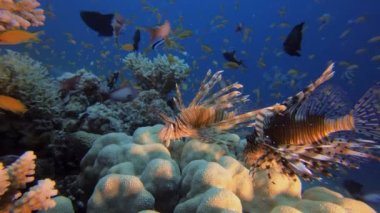 Mercan bahçesi ve aslan balığı.