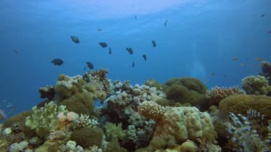 Mercan Bahçesi Sahnesi