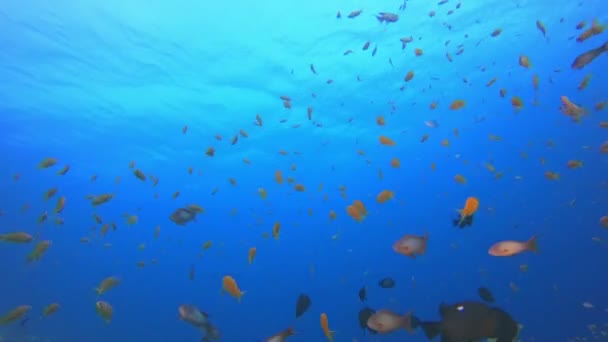 Błękitne morze woda kolorowe ryby — Wideo stockowe