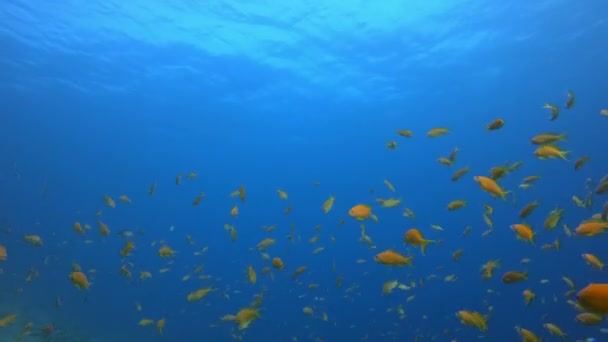 Blauwe waterachtergrond Oranje Vissen — Stockvideo