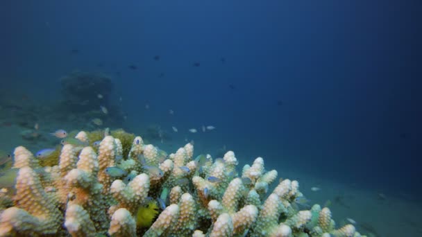 Coral de água azul peixes de recife — Vídeo de Stock