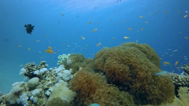 Кораллы и рыбы — стоковое видео