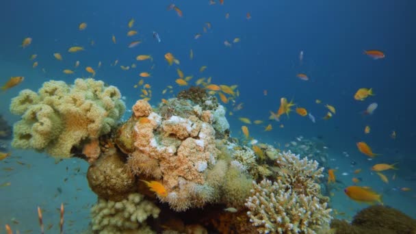 Peces tropicales Paisaje marino — Vídeo de stock