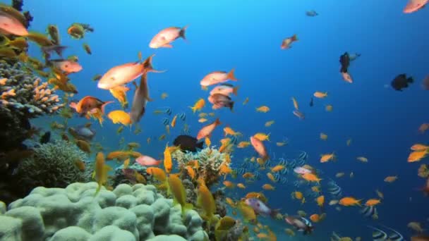 Красочный подводный риф — стоковое видео