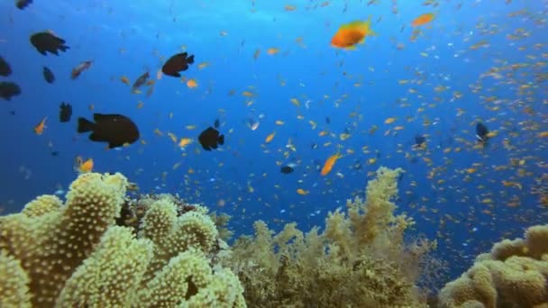 Korall trädgård fisk scen — Stockvideo