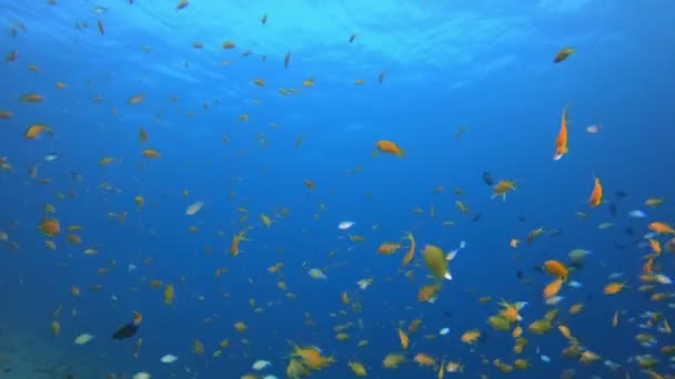 Mercan Bahçesi Turuncu Mavi Balık — Stok video
