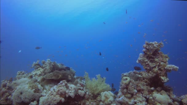 Scène jardin corail — Video