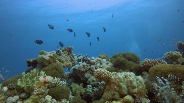 Cena de jardim de coral — Vídeo de Stock