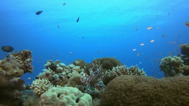 Coral Garden Scene Lionfish — Vídeo de Stock