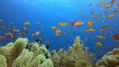 Mercan Bahçesi Su altı Deniz Burnu